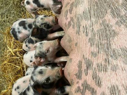 Ferkel Bunte Bentheimer