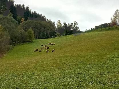 Suchen Landwirtschaft zum Pachten