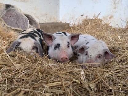 Turopolje Duroc Ferkel zu verkaufen