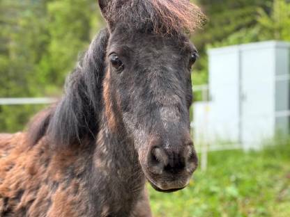 Shettland-Pony