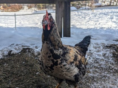 Gockel sucht neue Hühnerschar