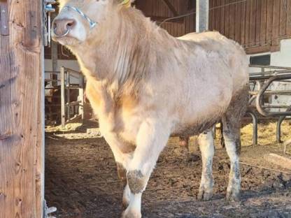 Blond d'Aquitaine Zuchtstier