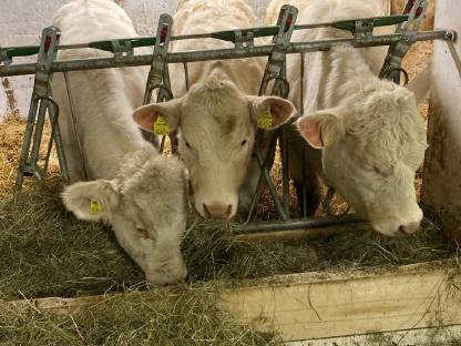 Charolais Kalbinnen