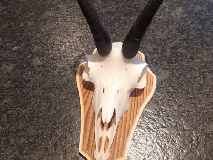 Bild 4:Trophäenschilder