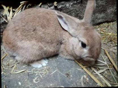 Zwergkaninchen Häsin