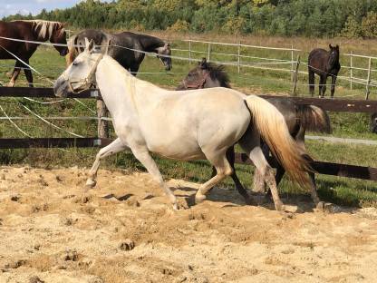 Lipizzanerstute