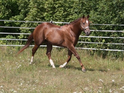 Bild 9:Deckanzeige - American Quarter Horse Hengst