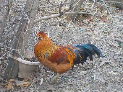 Dt. Buschhuhn Grünleger Gelb, Wildfarbig, Weiß, Sprenkelung