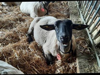 3 Trächtige Suffolk Mutterschafe aus Herdebuchzucht