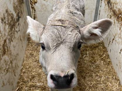 Verkaufe OBV Stierkalb