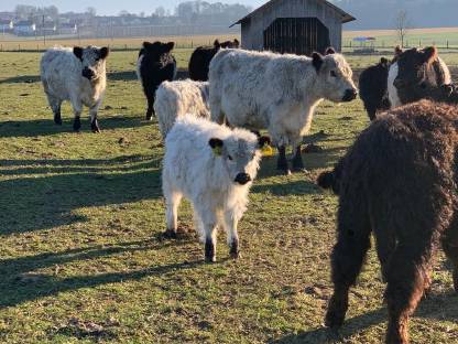 Galloway Färse Bulle Stier Kalb männlich weiblich