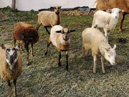 Bergschaf Mischling und Kamerun