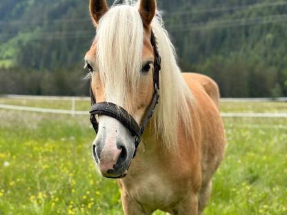 Haflinger Wallach Whaley