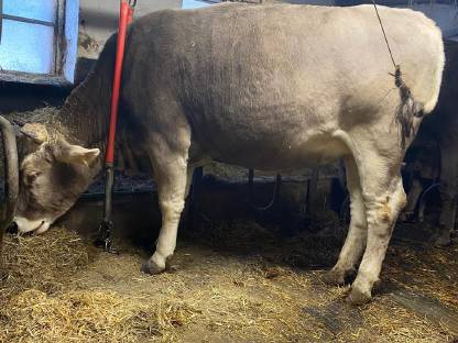 Brown Swiss Kalbin