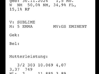 Normande Kreuzungskälber