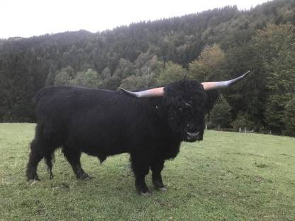 Schöner, handzahmer Hochlandrind-Zuchtstier, BIO