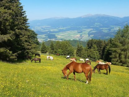 Almweide für Pferde