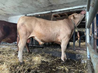 Stier Fleckvieh x Blond Aquitaine