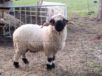 Walliser Schwarznasenschaf Widder