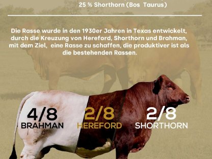 Bild 4:Beefmaster Kalbin zu verkaufen (trächtig)