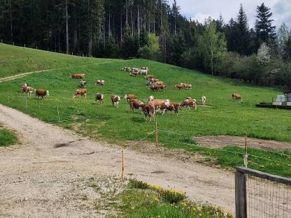 Trächtige Kalbinnen