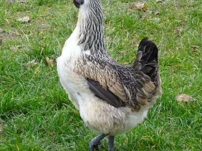 Bild 9:Dongxiang Lukedanji (Uheyilui)