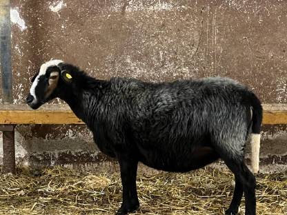 2 Bio Krainer Steinschafe, herdbuchfähig