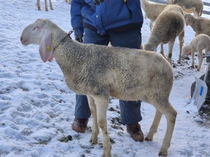 Verkaufe Tiroler Bergschaf