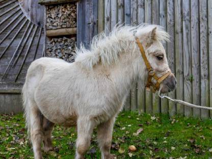 Minishetty Hengst Fridolin