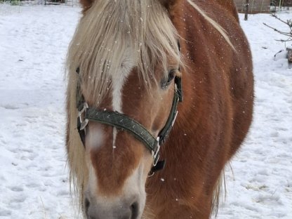 Haflinger-Stute zu verkaufen