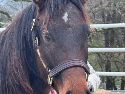 American Quarter Horse Hengst