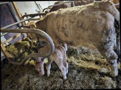 Murbodner Kuh mit Kalb