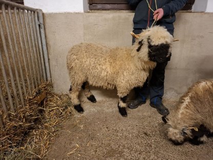 Walliser Schwarznasen Aue mit Lamm