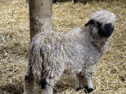 Unsere Walliser-Schwarznasen sind bereit zum Auszug