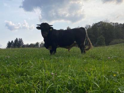 Bio-Tux-Zillertaler Stier