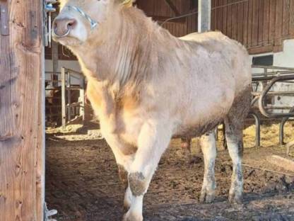 Blond d'Aquitaine Zuchtstier