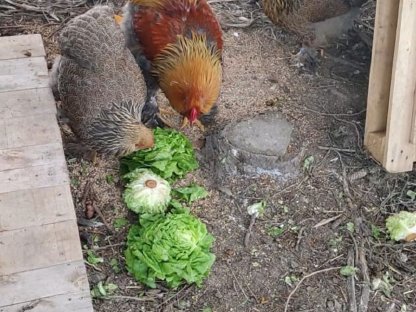 Brahma zu verkaufen