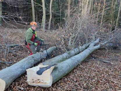 Brennholz Top-Qualität Buche und Eiche