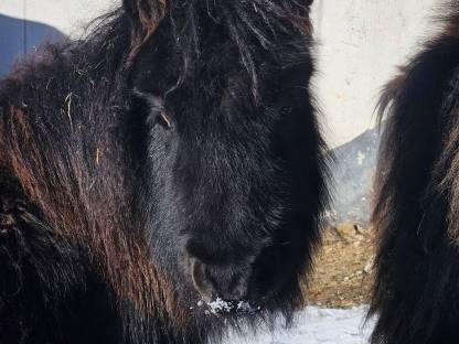 Merlin und Prinzi suchen ein Zuhause