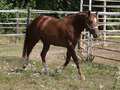 Bild 7:Deckanzeige - American Quarter Horse Hengst