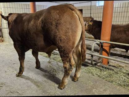 Sprungfähige Limousin-Deckstiere