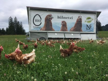 Mobiler Hühnerstall für 225 Hennen