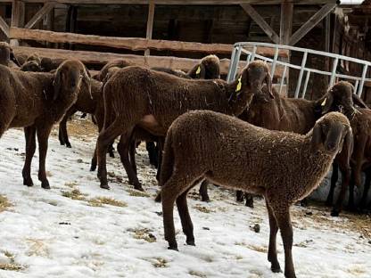 Braune Bergschaf Widder