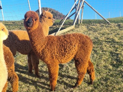 Bild 8:Alpaka, Zucht- & Hobbystuten, Jungtiere, Wallache