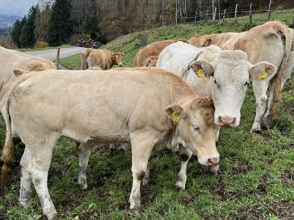 Blonde Aquitaine Zuchtkalbinen abzugeben