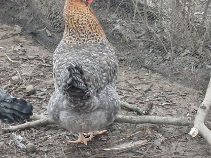 Bielefelder Mix Hennen