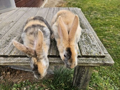 Rex Kaninchen rhönfarbig und Rex Kaninchen japanerfarbig