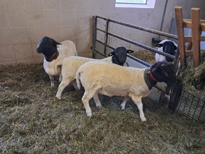 Bild 3:Dorper Jungböcke