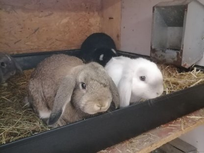 Minilop Zwergwidder Kaninchen Weibchen