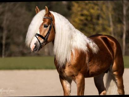 Haflinger Deckhengst PrH Stellian